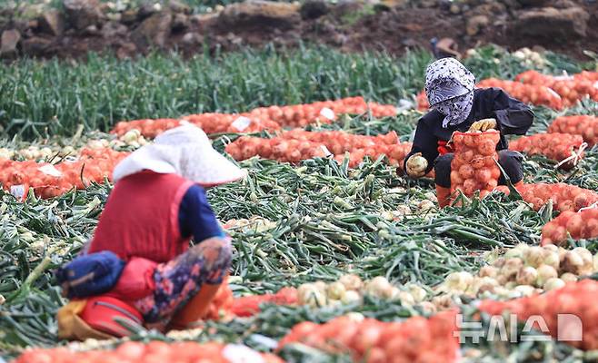 [서귀포=뉴시스] 우장호 기자 = 사진은 지난 3월 26일 오전 제주 서귀포시 대정읍 신도리 일원에서 농민들이 올해 첫 조생양파를 수확하고 있다. 2025.03.26. woo1223@newsis.com