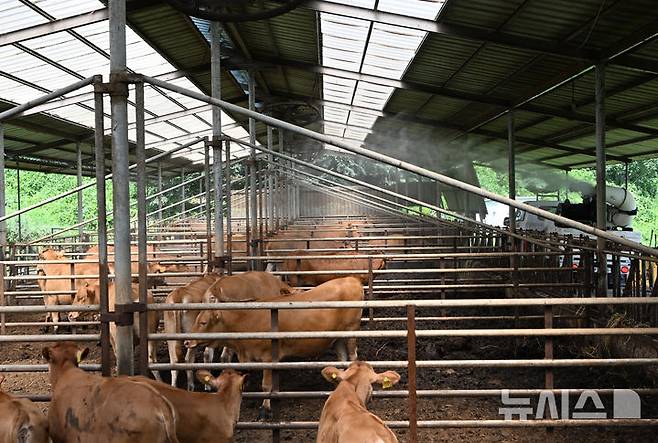 [광주=뉴시스] 김혜인 기자 = 사진은 폭염이 이어지던 지난해 8월 7일 광주 북구 충효동 한 소 축사에서 북구청 공무원들이 내부 온도를 낮추기 위해 물을 뿌리고 있는 모습. 2024.08.07. hyein0342@newsis.com