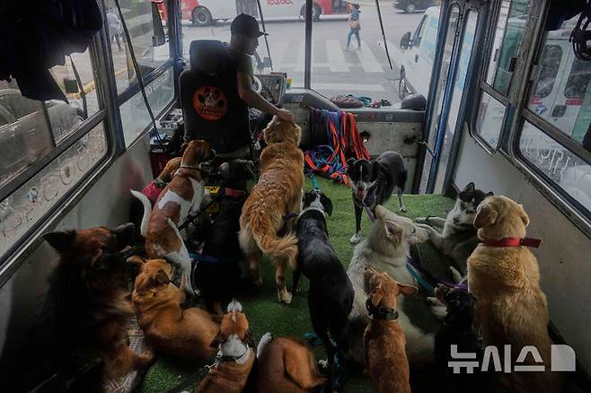 <font style="vertical-align: inherit;"><font style="vertical-align: inherit;">[부에노스아이레스=AP/뉴시스] 지난달 11일(현지 시간) 아르헨티나 부에노스아이레스에서 레온 사이프스가 운동을 마친 강아지들을 버스에 태워 데려다주고 있다. 2025.05.23.</font></font>
