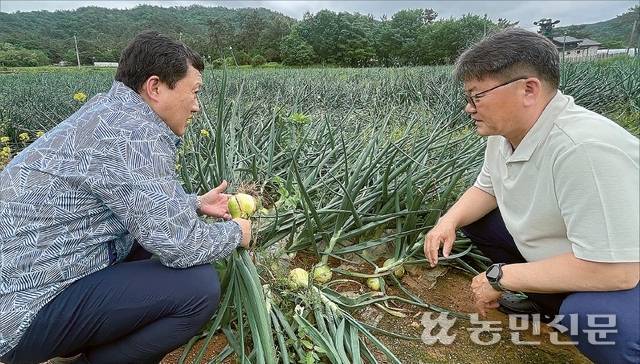 양파 작황 호조, 소비부진, 저율관세할당(TRQ) 물량 도입 등 영향으로 중만생종이 출하하는 6월을 앞두고 가격 하락 우려가 나오고 있다. 박치영 NH농협 전남 무안군지부 단장(왼쪽)과 전남서남부채소농협 관계자가 무안군 현경면에 있는 중만생종 양파밭을 둘러보고 있다.
