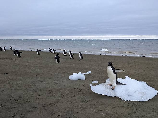 남극 해안의 아델리펭귄들 [Matthew Boyer 제공. 재판매 및 DB 금지]