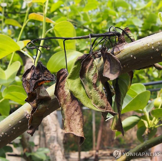 과수화상병 [연합뉴스 자료사진]