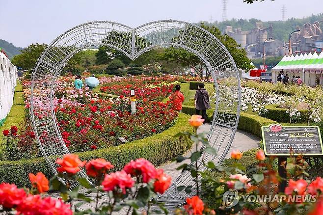 16만 그루의 장미꽃 만개 (삼척=연합뉴스) '2025 삼척장미축제'가 개막한 23일 강원 삼척시 오십천 장미공원에 관람객들의 발길이 이어지고 있다.
    장미공원은 약 8만5천㎡ 부지에 220여 종, 16만 그루 이상의 장미가 식재돼 6월 1일까지 이어지는 축제 기간 천만 송이의 장미가 만개해 장관을 이룰 예정이다. 2025.5.23 [삼척시 제공. 재판매 및 DB 금지] yoo21@yna.co.kr