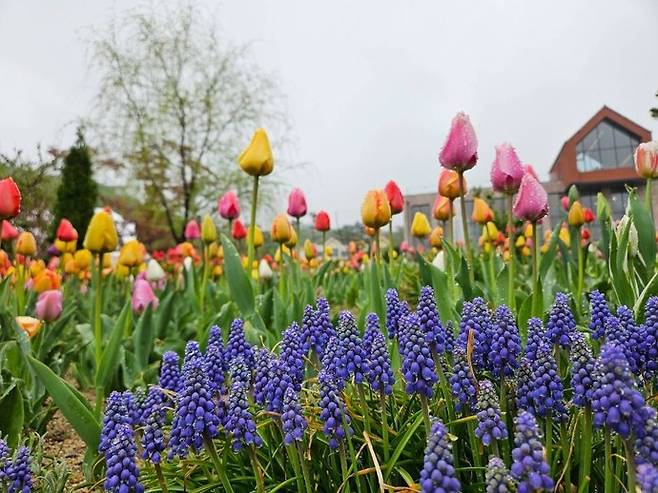 용인 자작나무숲 봄꽃축제. 사진=한국관광공사