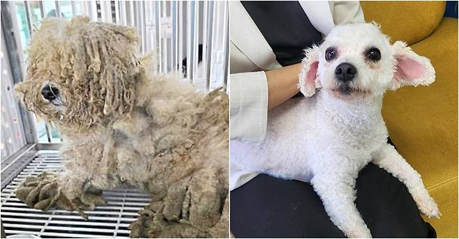 서울동물복지지원센터 동대문서 보호 중인 '레온'이의 구조 당시 모습과 현재 (서울동물복지지원센터 제공) ⓒ 뉴스1