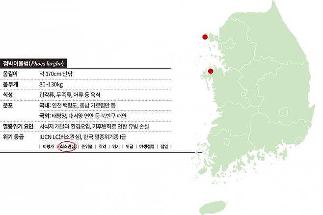 점박이물범은 한반도에선 주로 인천 백령도와 충남 가로림만 일대에서 서식한다. 간혹 일부 개체가 동해안에서 발견되기도 한다. 과학동아, 게티이미지뱅크 제공