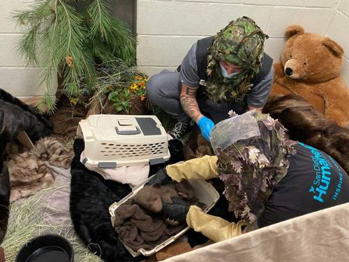 미국 샌디에이고 라모나 야생동물센터 입소한 새끼곰 '베이비 베어'.<샌디에이고 동물보호협회 제공, 연합뉴스>
