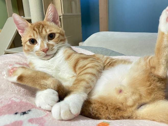 IMG_5465.jpeg 우리집 복덩이 빵이 보고가