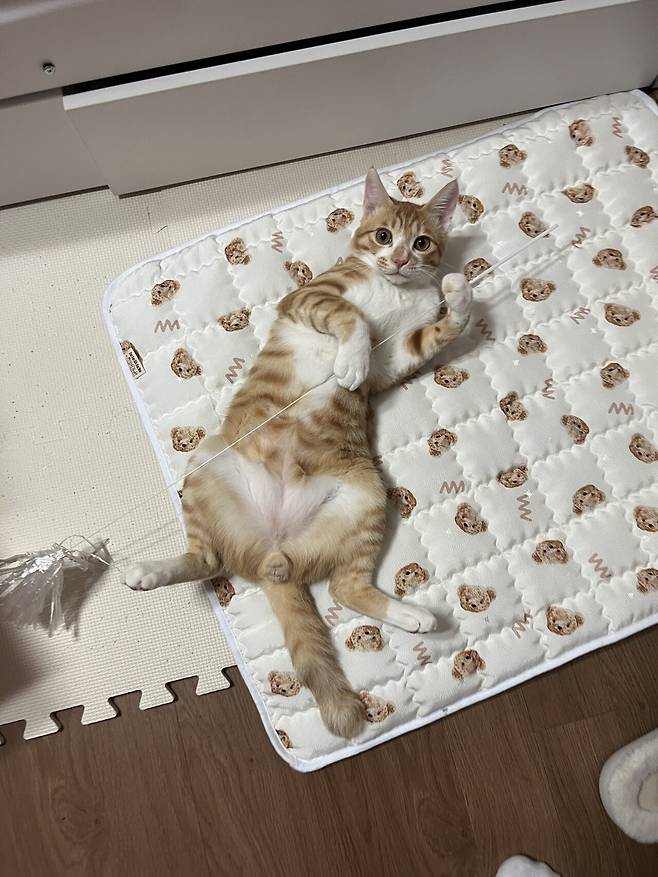 IMG_5365.jpeg 우리집 복덩이 빵이 보고가