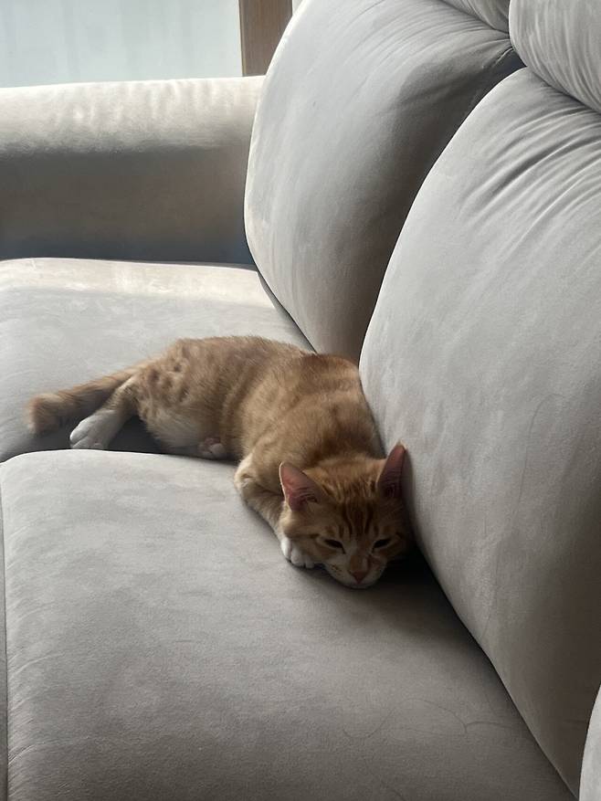 IMG_5006.jpeg 우리집 복덩이 빵이 보고가