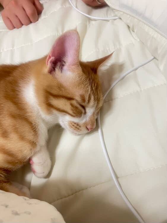 1DDA5BA3-B78C-4F10-9A0C-1B3BE482BCAE.jpeg 우리집 복덩이 빵이 보고가