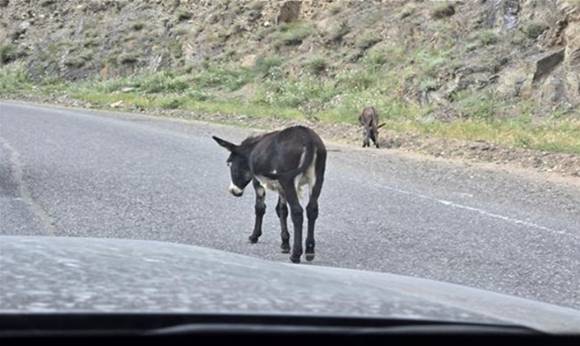 페르가나 계곡 마을의 당나귀. [사진=윤영선]