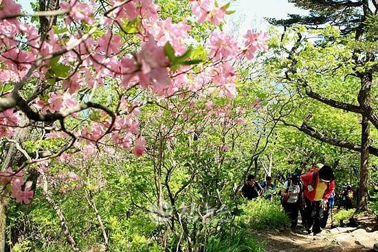 ▲ ‘20255년 태백산 철쭉 전국 등반대회’가 오는 25일 오전 9시 태백산국립공원 당골광장과 유일사 주차장을 출발해 천제단·문수봉을 거쳐 당골광장으로 내려오는 개 코스에서 열려 4인 1조로 팀들을 대상으로 등반 기량을 겨룬다. 예년 등반대회 모습.