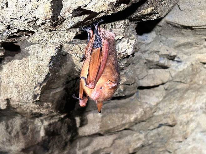 [대구=뉴시스] 경북 칠곡 팔공산에서 발견된 붉은박쥐. 사진은 기사 내용과 관련 없음. (사진=팔공산국립공원 서부사무소) 2025.03.20. photo@newsis.com *재판매 및 DB 금지