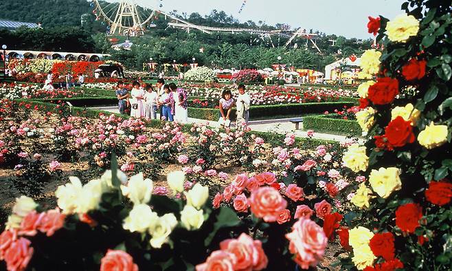 1987년 용인자연농원 당시 장미축제 풍경. 에버랜드 제공