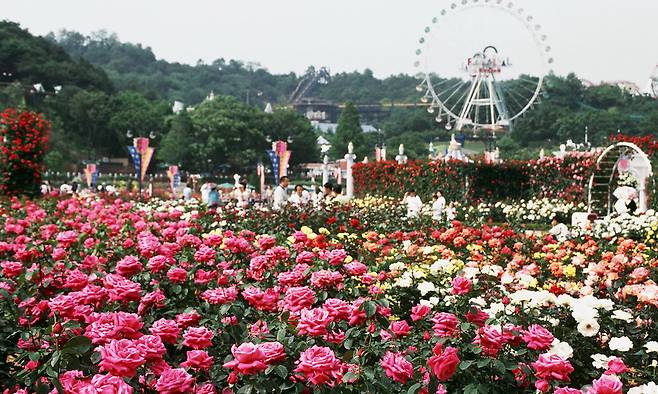1997년 에버랜드의 장미축제 풍경. 에버랜드 제공