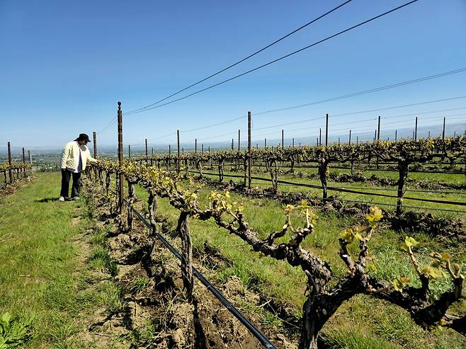 레콜 넘버 41 퍼거슨 빈야드 포도밭 전경.