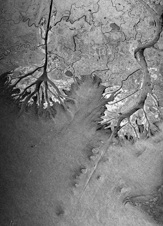 지난 2023년 5월 차세대소형위성 2호에 실려 발사된 영상레이다(SAR) 탑재체가 2년 간 임무를 성공적으로 수행했다. 사진은 영상레이다가 촬영한 미국 루이지애나주 아차팔라야강 일대로 나뭇잎처럼 자라는 Wax Lake 삼각주가 뚜렷하게 보인다. KAIST 제공