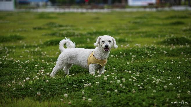 울집 뽀송이 보고가요