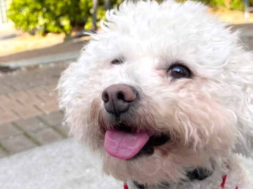 사람도 개도 모두 좋아하는 준비된 반려견 제인. 동물권행동 카라 제공