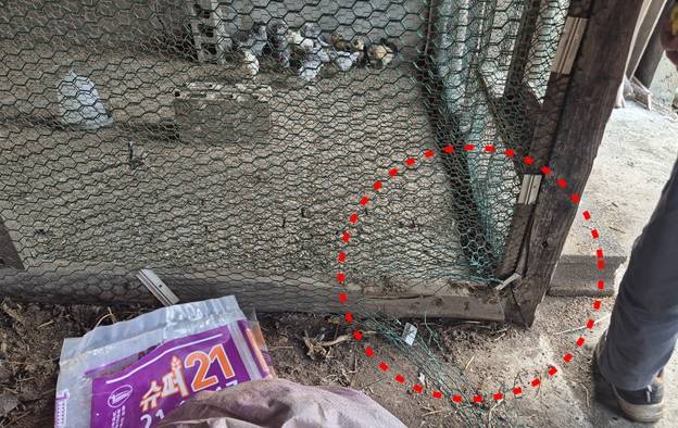 들개 2마리가 습격해 파손된 닭장 울타리