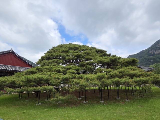 운문사 천연기념물 처진소나무.