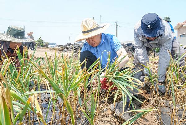 26일 마늘수확 일손돕기에 동참한 오영훈 제주도지사와 공직자들. ⓒ헤드라인제주