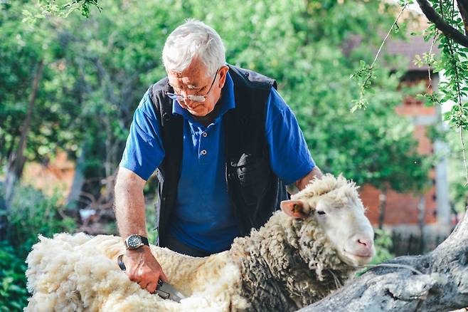 재귀열이 청동기 시절이던 5000년 전 양모의 등장과 함께 보다 치명적인 전염병으로 진화했다는 새로운 연구결과가 나왔다. [사진=게티이미지뱅크]