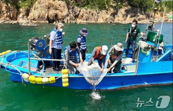 부산시수자원연구소 관계자들이 감성돔 치어를 방류하고 있다.(부산시수자원연구소 제공. 재판매 및 DB 금지)