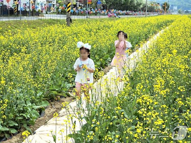 제천비행장 유채꽃.(제천시 제공. 재판매 및 DB금지) /뉴스1