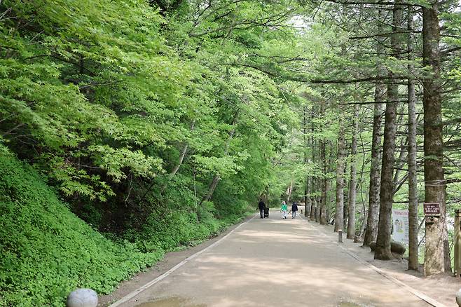 ◇강원도 오대산 선재길은 평창 오대산의 월정사에서 시작해 동피골을 거쳐 상원사까지 약 10km 이어진다. 대부분이 평지로 되어 있어 누구나 부담 없이 걷기 좋다. 사진제공=지엔씨21