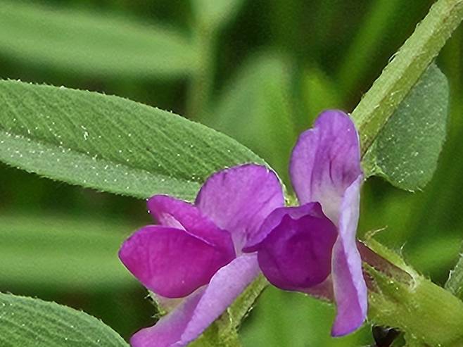 오늘날씨, 내일날씨, 주간날씨 예보 ⓒbnt뉴스: 오늘날씨, 아침 ‘안개’ 낮 최고 27도 ‘포근’…전북 한때 소나기= 월요일인 오늘(26일) 날씨는 전국이 가끔 구름 많겠으나, 수도권과 강원도는 대체로 맑겠다. 오후(12~18시) 전북북동부에 소나기가 내리는 곳이 있겠다. 기상청 오늘날씨 예보에 따르면 이날 아침까지 기온은 평년(최저 11~16도, 최고 22~27도)과 비슷하거나 조금 낮겠고, 낮부터 평년과 비슷하겠다.