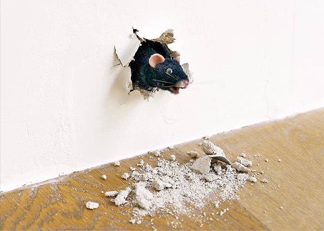 영국 설치미술가 라이언 갠더의 쥐 연작 ‘The End’. /피노 컬렉션·송은