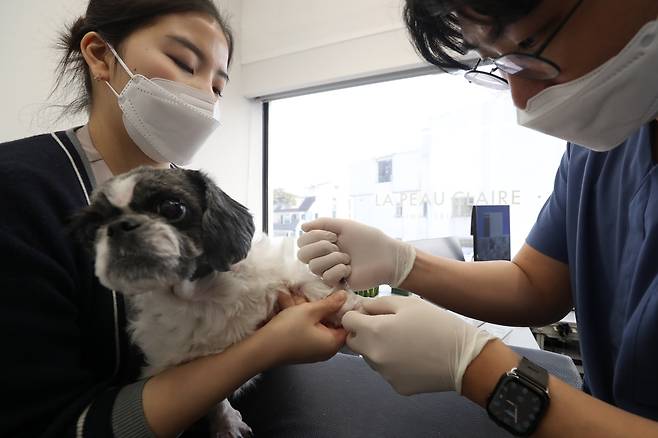 지난해 서울 강남구 라퓨클레르 동물피부클리닉에서 반려견에게 주사 치료를 하는 모습./뉴스1
