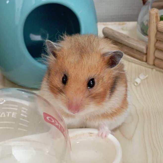 3fb8c32fffd711ab6fb8d38a47f8091ae88383503aa1b295ace19e65dd7a679c27d5e32bcd68fa3cb8ec6b1f3b92168189