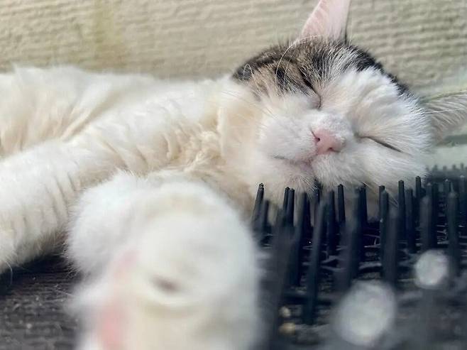 고양이를 막기위한 방지시트.jpg