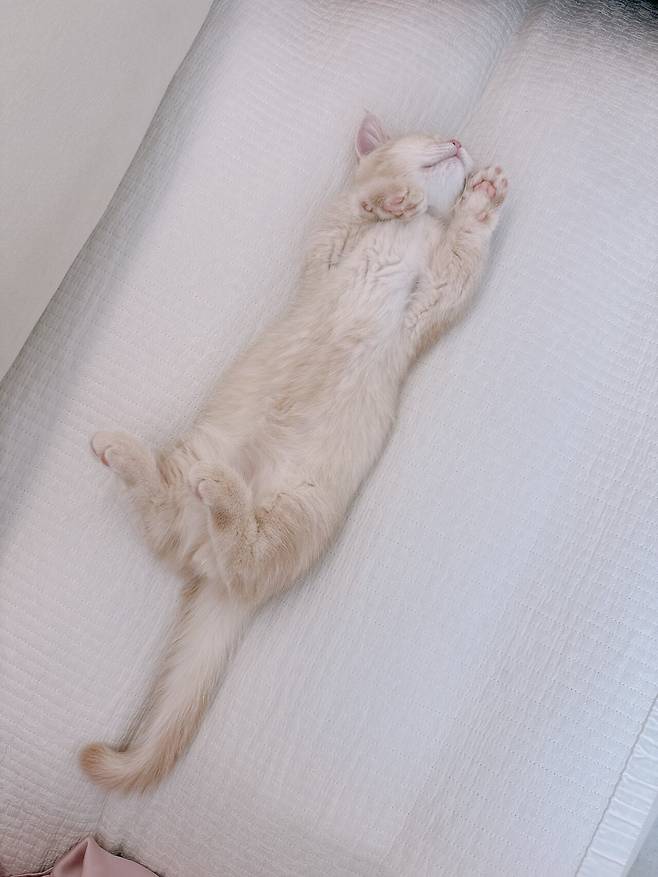 IMG_3089.jpeg 우리집 고양이 보고가