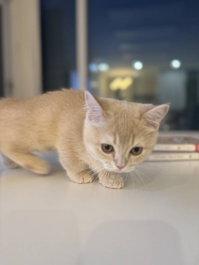 IMG_3287.jpeg 우리집 고양이 보고가