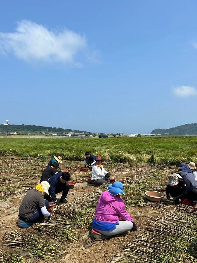 묵묵히 손을 움직이는 이들 곁엔 바람보다 따뜻한 마음이 흘렀다. 땀방울은 말보다 진한 언어였다. (더불어민주당 제주도당 제공)