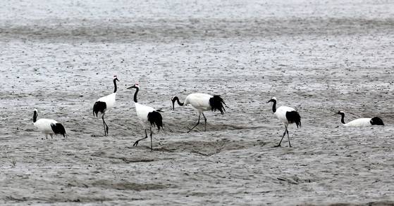 2024년 1월 인천 강화군 동검도 인근 갯벌에서 두루미 무리가 먹이활동을 하고 있다. 천연기념물인 두루미는 매년 겨울 강화 갯벌을 찾아와 겨울을 보낸 뒤 번식지인 시베리아로 이동한다.연합뉴스