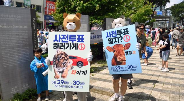 ▲ 25일 춘천 중앙로 일대에서 열린 ‘2025 춘천마임축제 아수라장’ 축제장에서 선관위 직원들이 사전투표 참여를 독려하는 홍보 활동을 하고 있다.  방도겸 기자