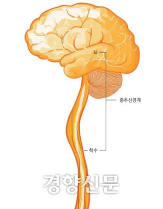 다발성 경화증과 시신경척수염범주질환은 중추신경계에 만성 염증이 나타나는 자가면역질환이다. 경향신문 자료사진