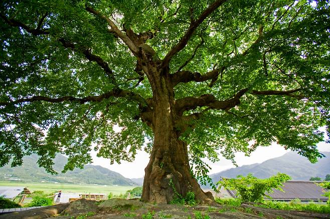 하동 평사리 위민정 푸조나무