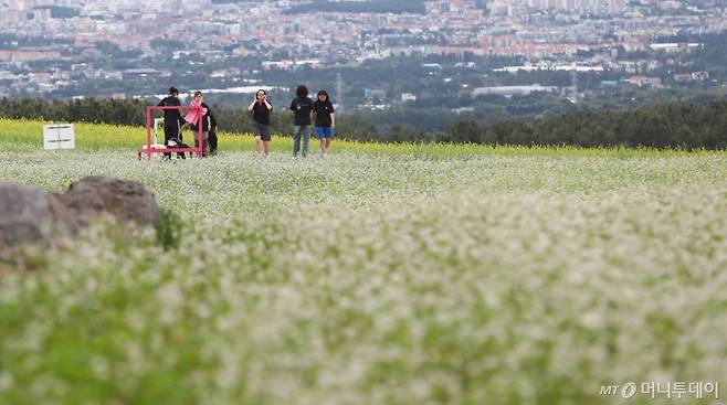 지난 21일 오전 제주시 오라이동 메밀꽃밭을 찾은 관람객들이 하얗게 피어난 꽃을 감상하며 즐거운 시간을 보내고 있다./사진=뉴시스