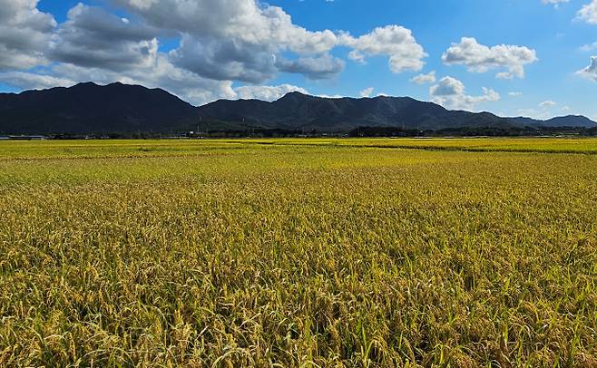 영암 친환경벼 집적화단지/전남도