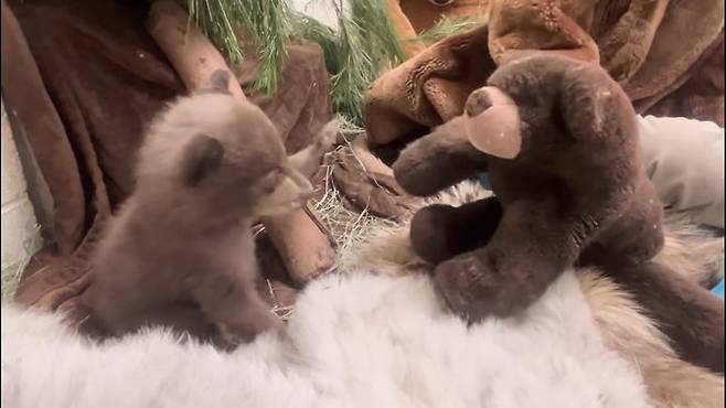 (사진='샌디에이고 동물보호협회' 인스타그램 캡처) *재판매 및 DB 금지