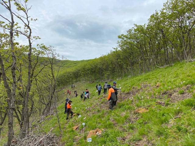 국립산림과학원이 구상나무 현지외 보존원을 조성해 구상나무 복원에 나서고 있다. 사진제공=국립산림과학원