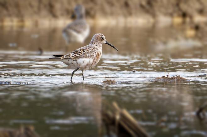 울산 찾은 붉은갯도요 [조현표 씨 제공. 재판매 및 DB 금지]