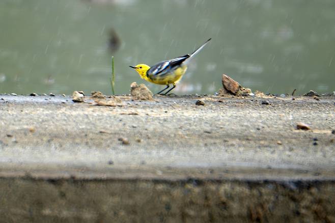 울산 찾은 노랑머리할미새 [조현표 씨 제공. 재판매 및 DB 금지]
