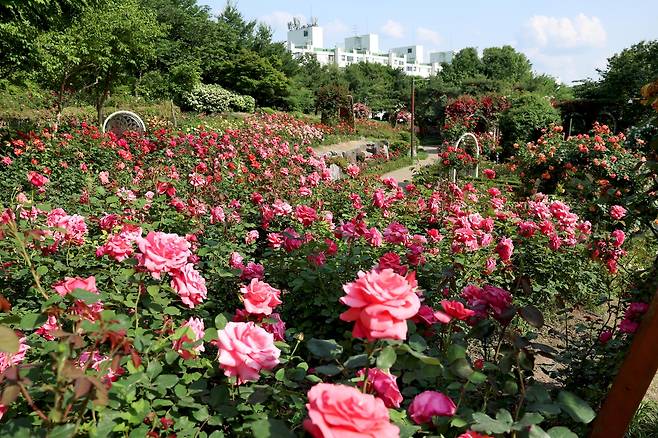 대현산 장미원 [성동구 제공. 재판매 및 DB 금지]